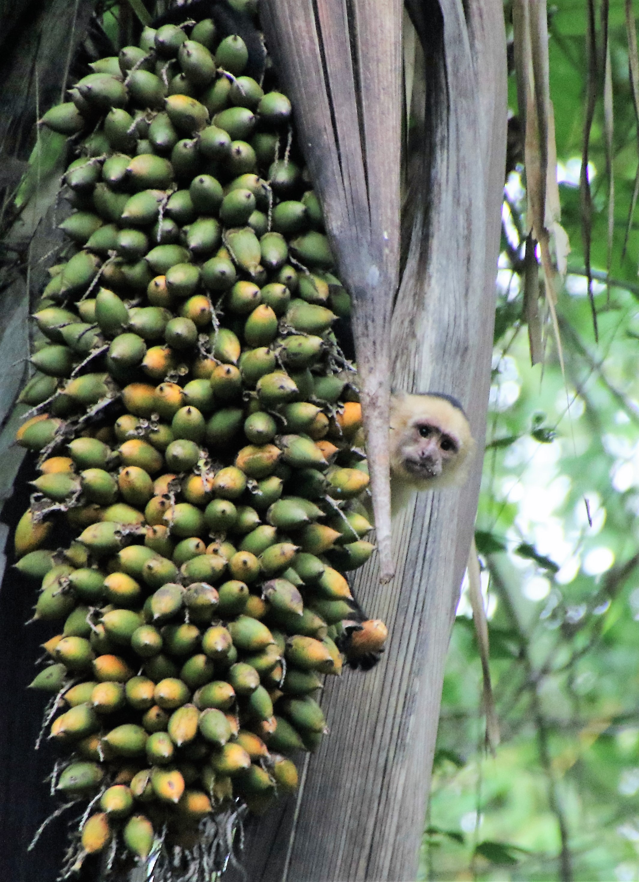 Capuchin peek-a-boo.JPG