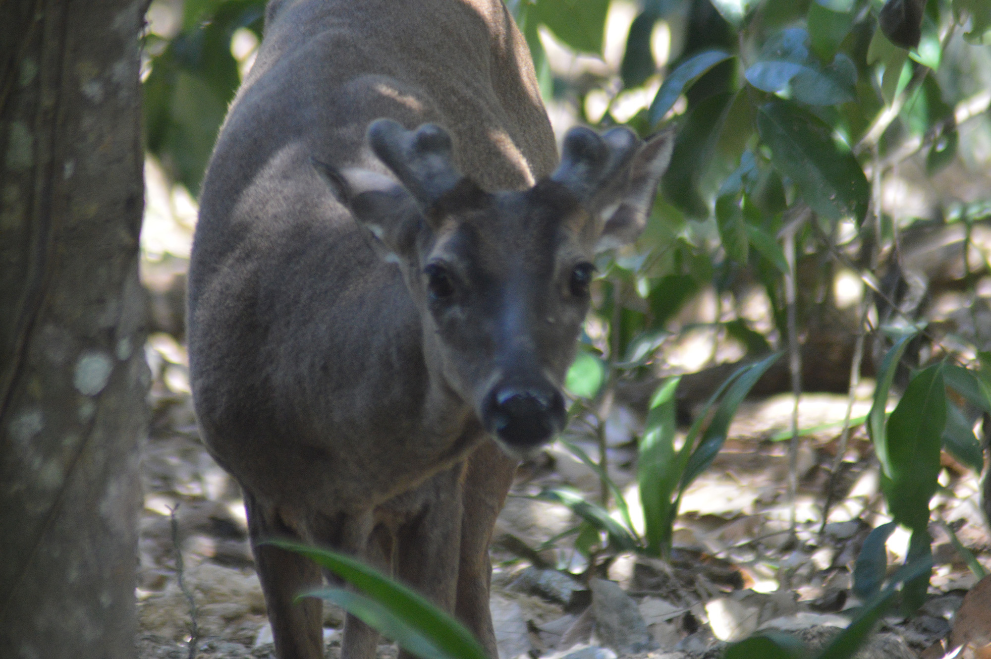 Deer -wild1 - resized.jpg