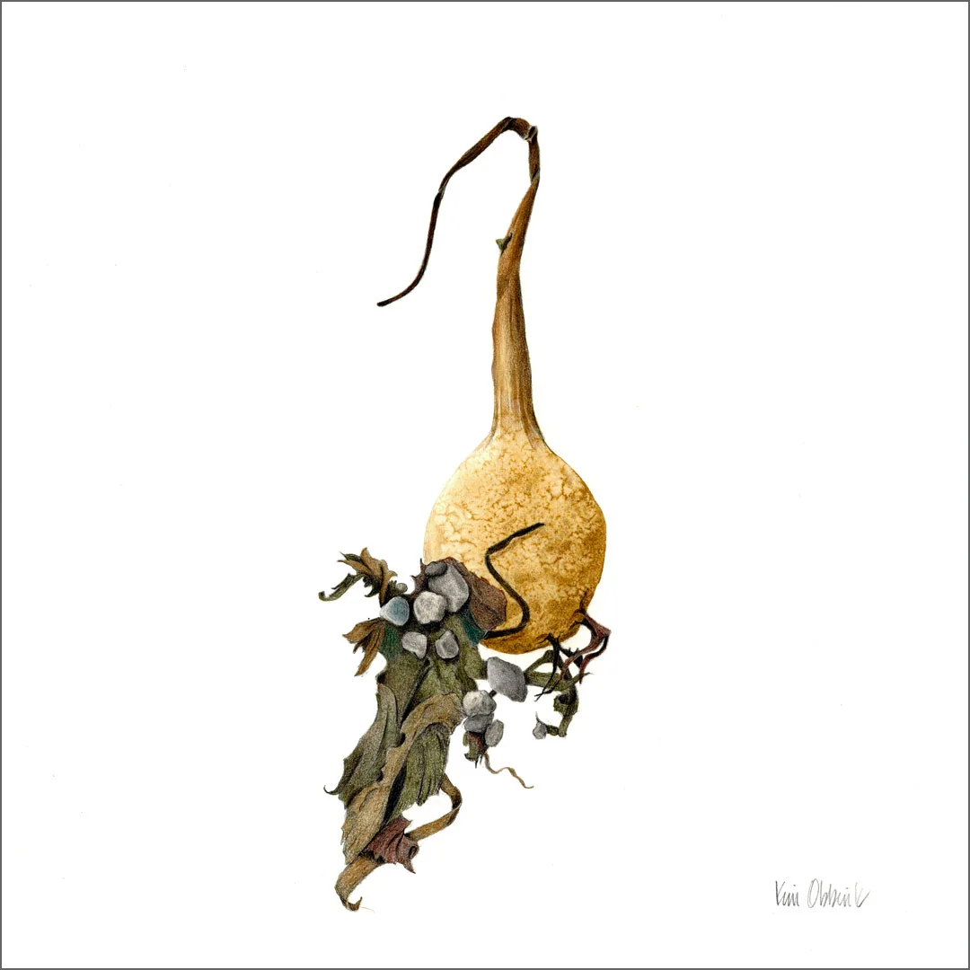 Kelp Bulb 1