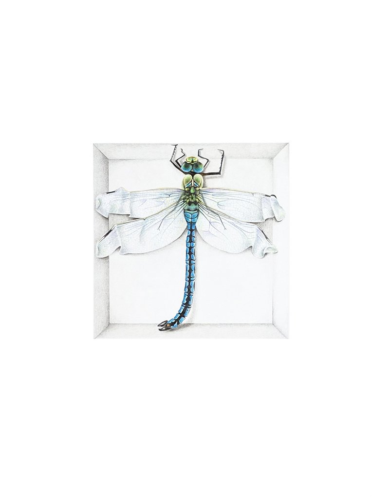 Dragonfly Boxed In