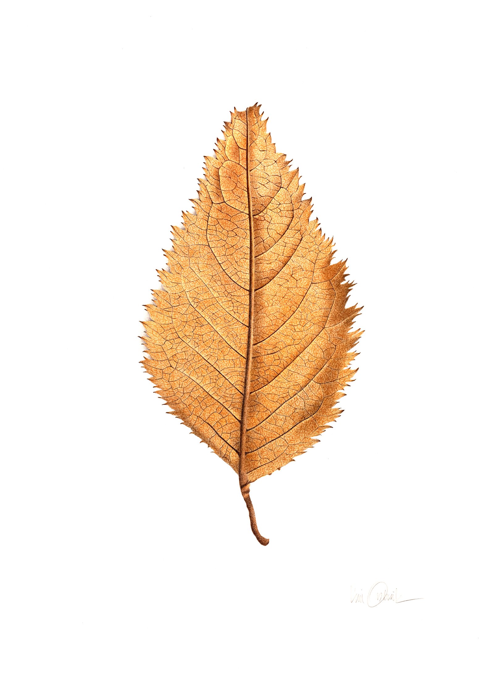 Leaf