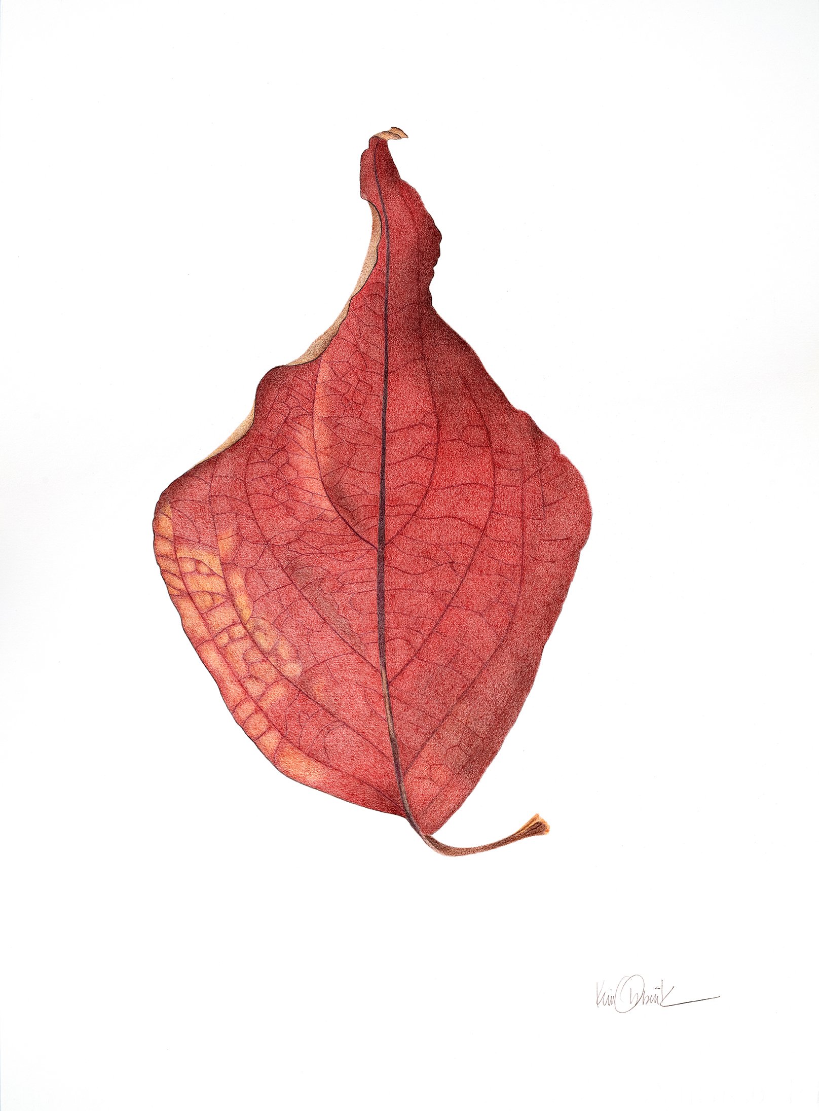 Red Leaf