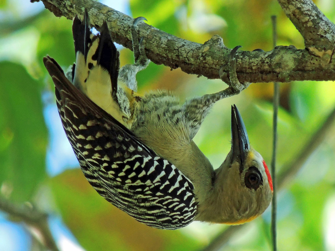 CABO BLANCO NATIONAL PARK**