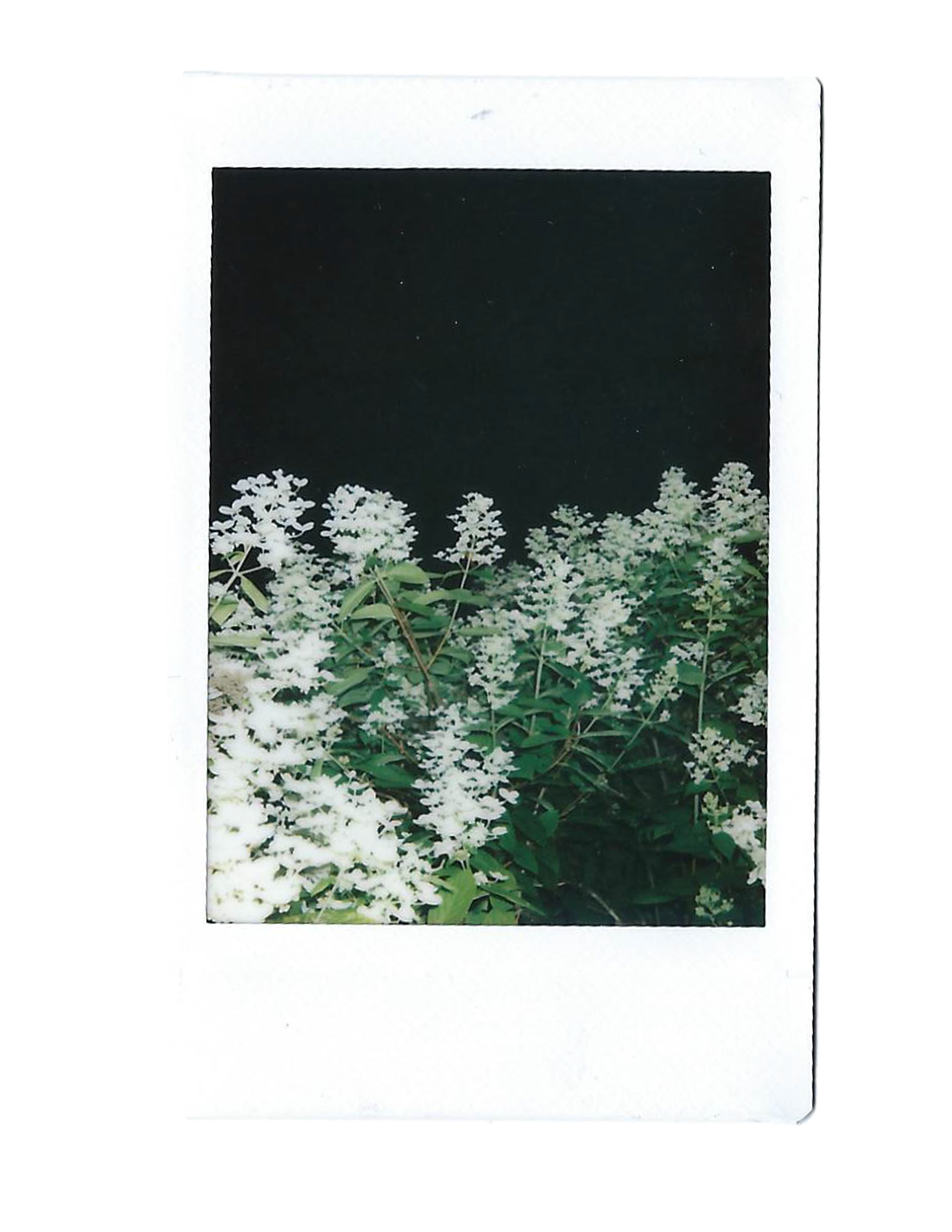 summer flowers.png