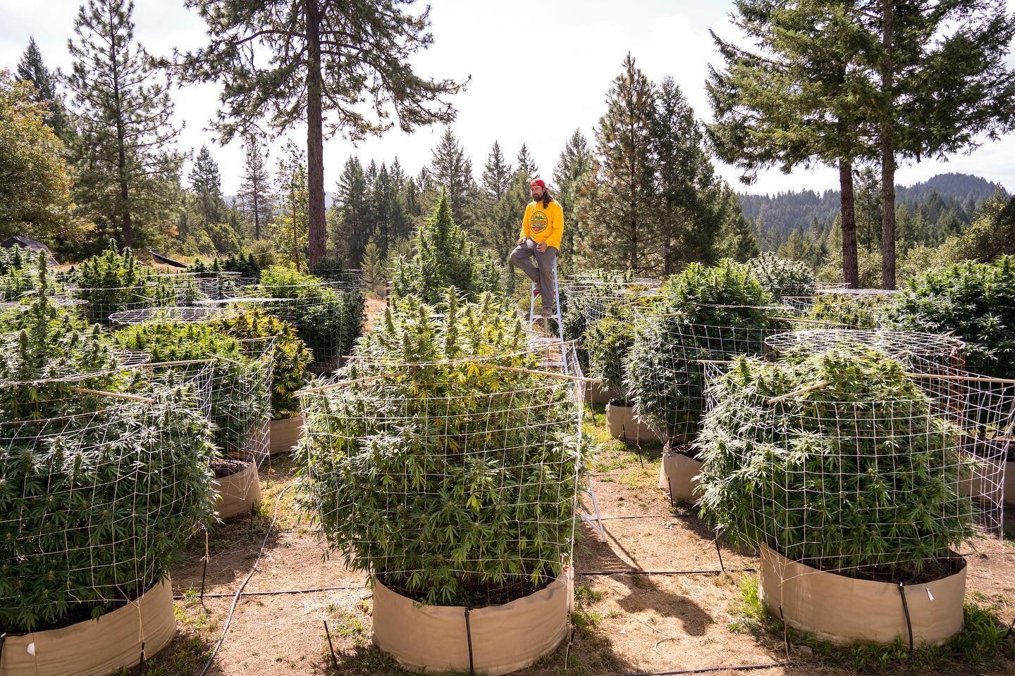 Name a cannabis farm growing trees that you support @stickyfields #stickyfields hanging in the trees. Check out our new long sleeves @ stickyfields.com
