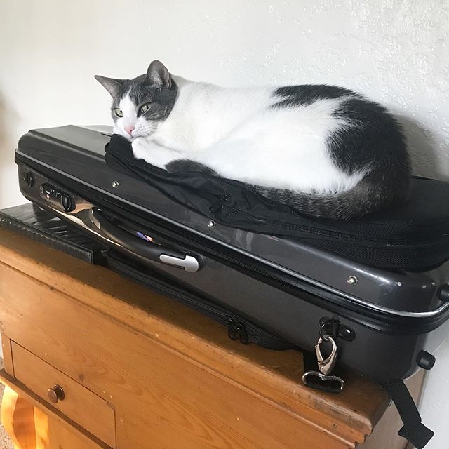 Guess I can&rsquo;t practice today...Back to the workshop! #caturday #shopcat #violin #violinist #classicalmusicandcats #catsofinstagram @allagashthecat
