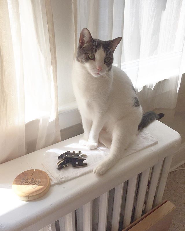 #caturday with frogs (NB: No frogs were harmed during the making of this photo) #shopcat #workshop #catsofinstagram #bowguy