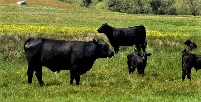 Grass Fed Free Range Pasture Raised and Wild Caught