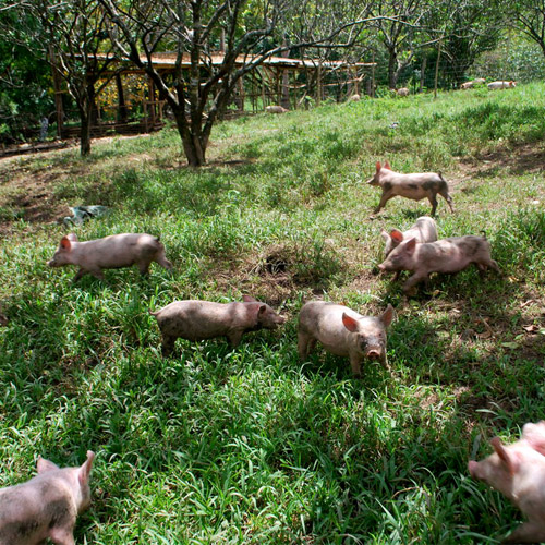open-pasture-farms-pastured-pigs.jpg