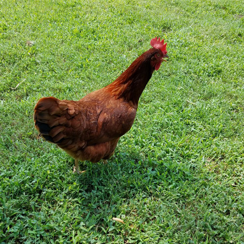 open-pasture-free-range-chicken-farm.jpg