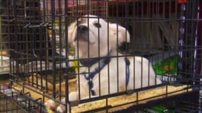 Bill Foundation "Volunteer" 