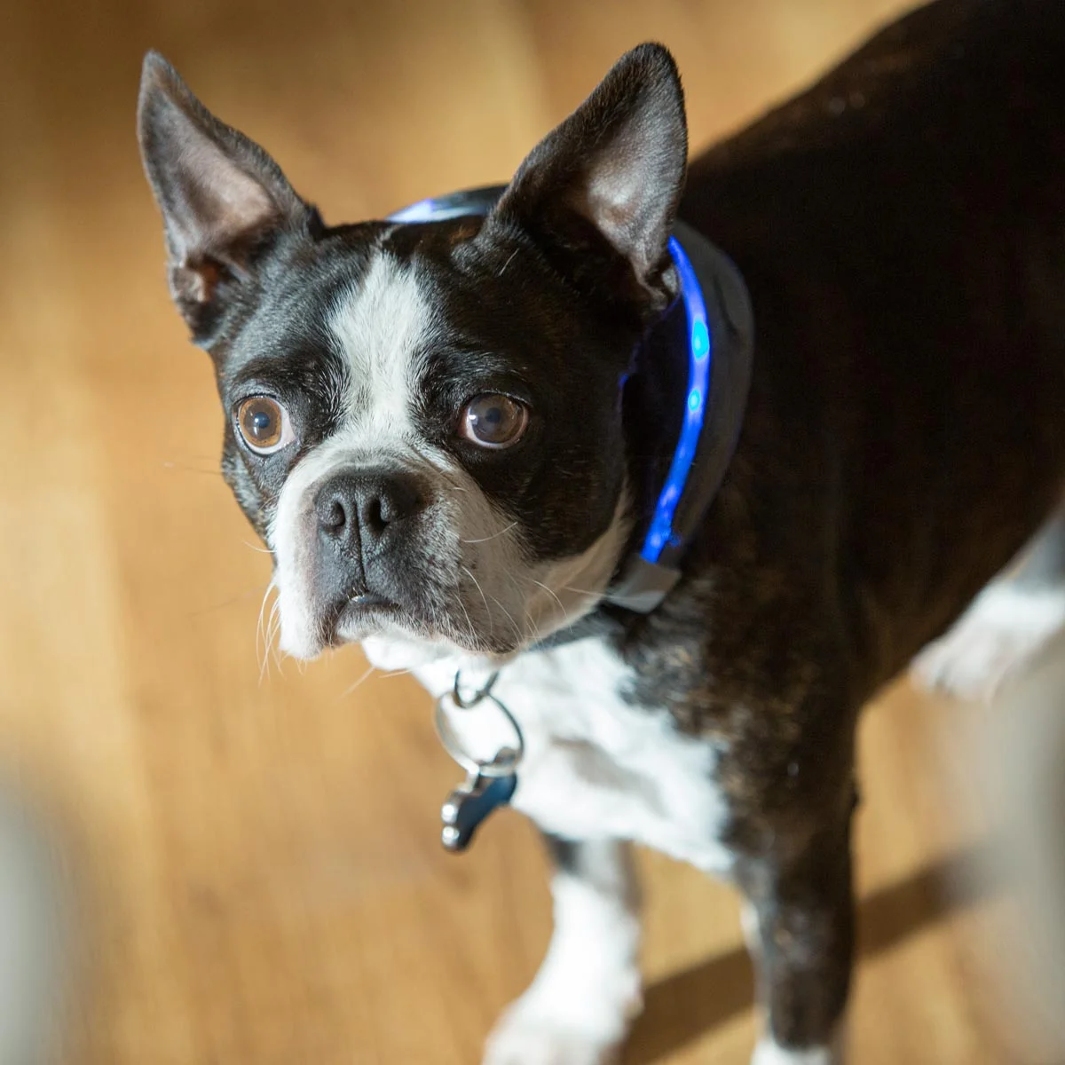 email_dog_CU_036.jpg