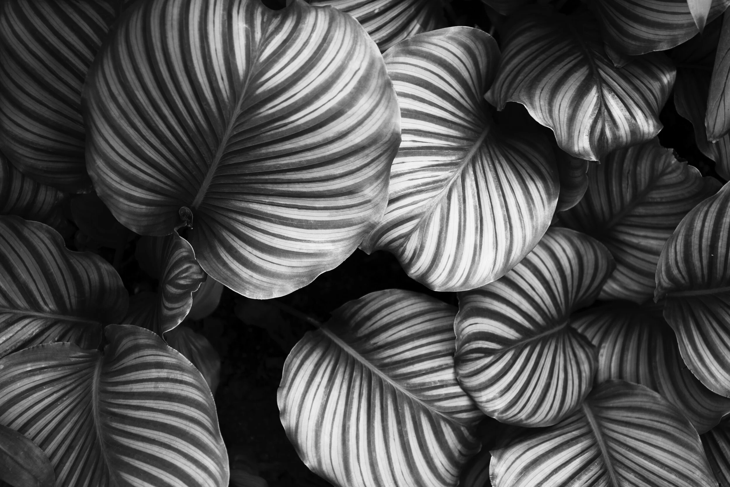 ren-ran-bBiuSdck8tU-unsplash_adj.jpg