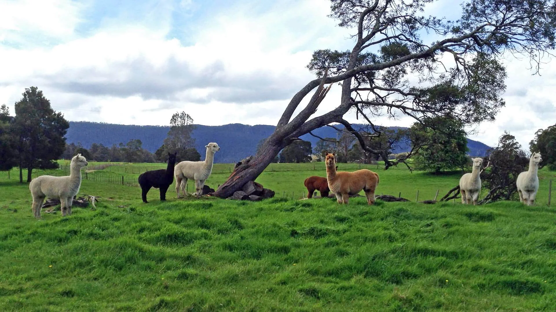 Alpacas-copy.jpg