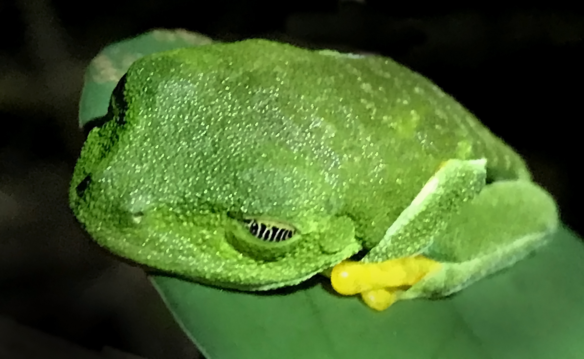 Tree Frog.jpg