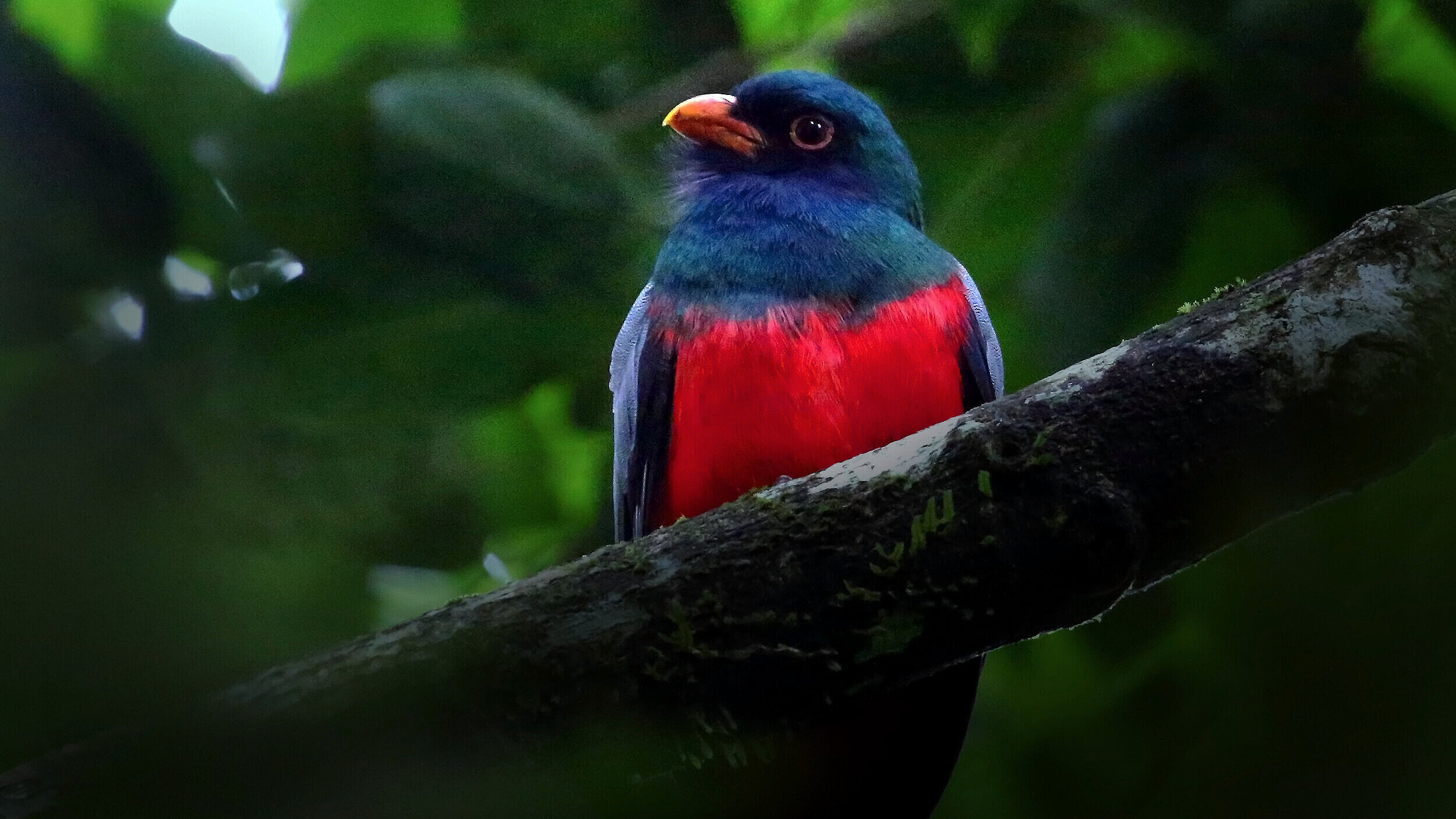 Red%2BBlue%2BTrogon.jpg