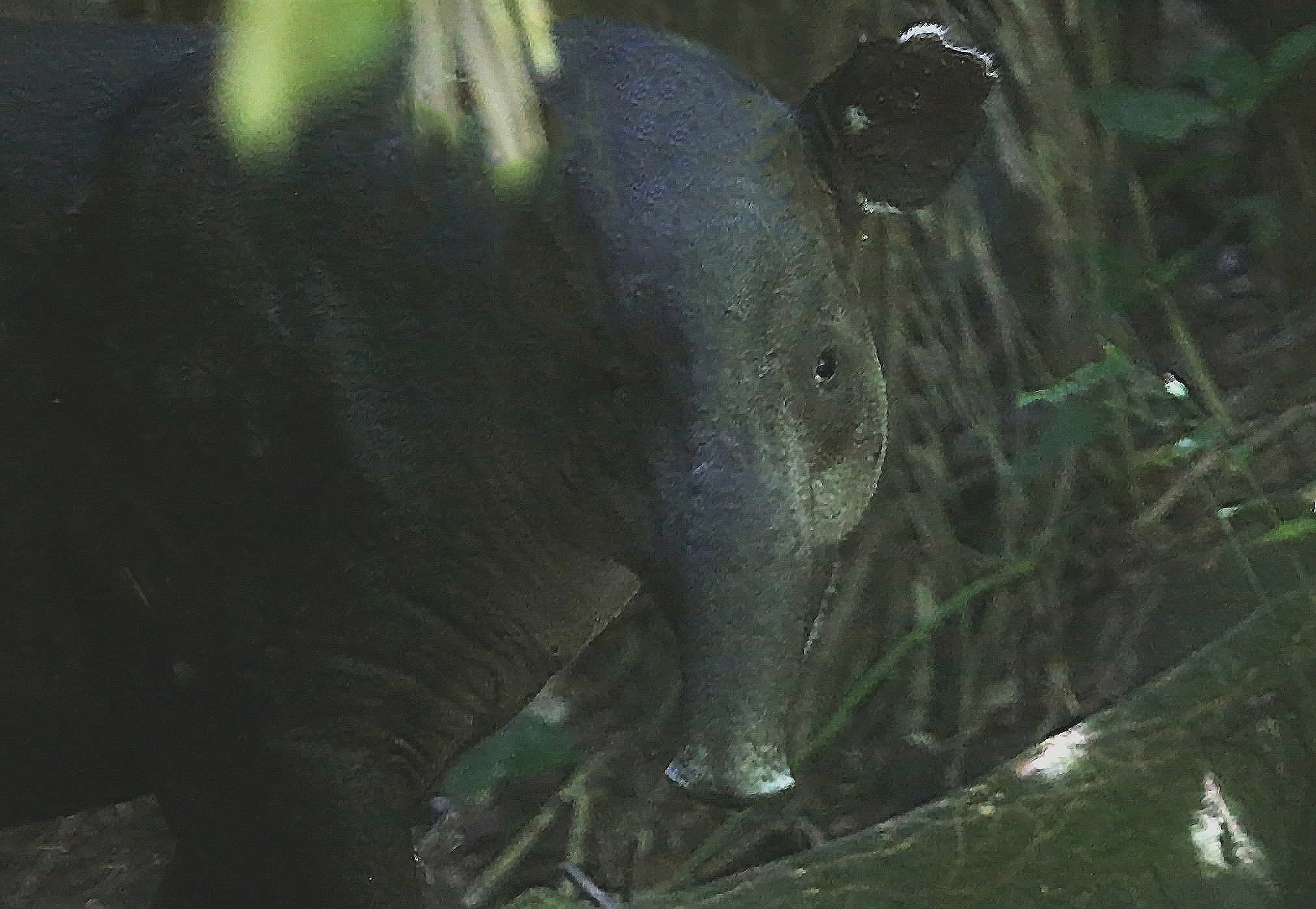 My Tapir Pal.jpg