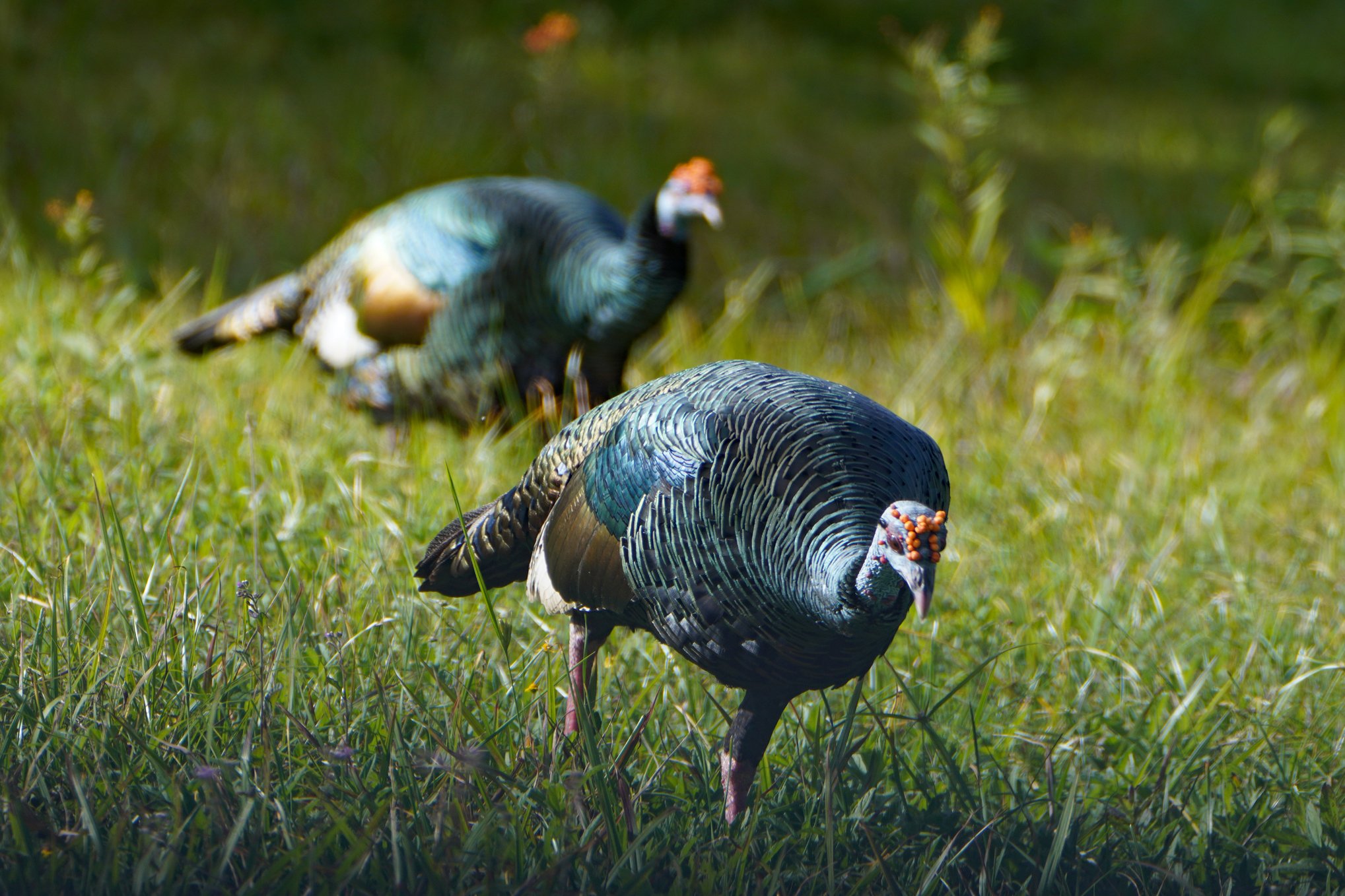 Wild Ocellated Turkey Smaller.jpg