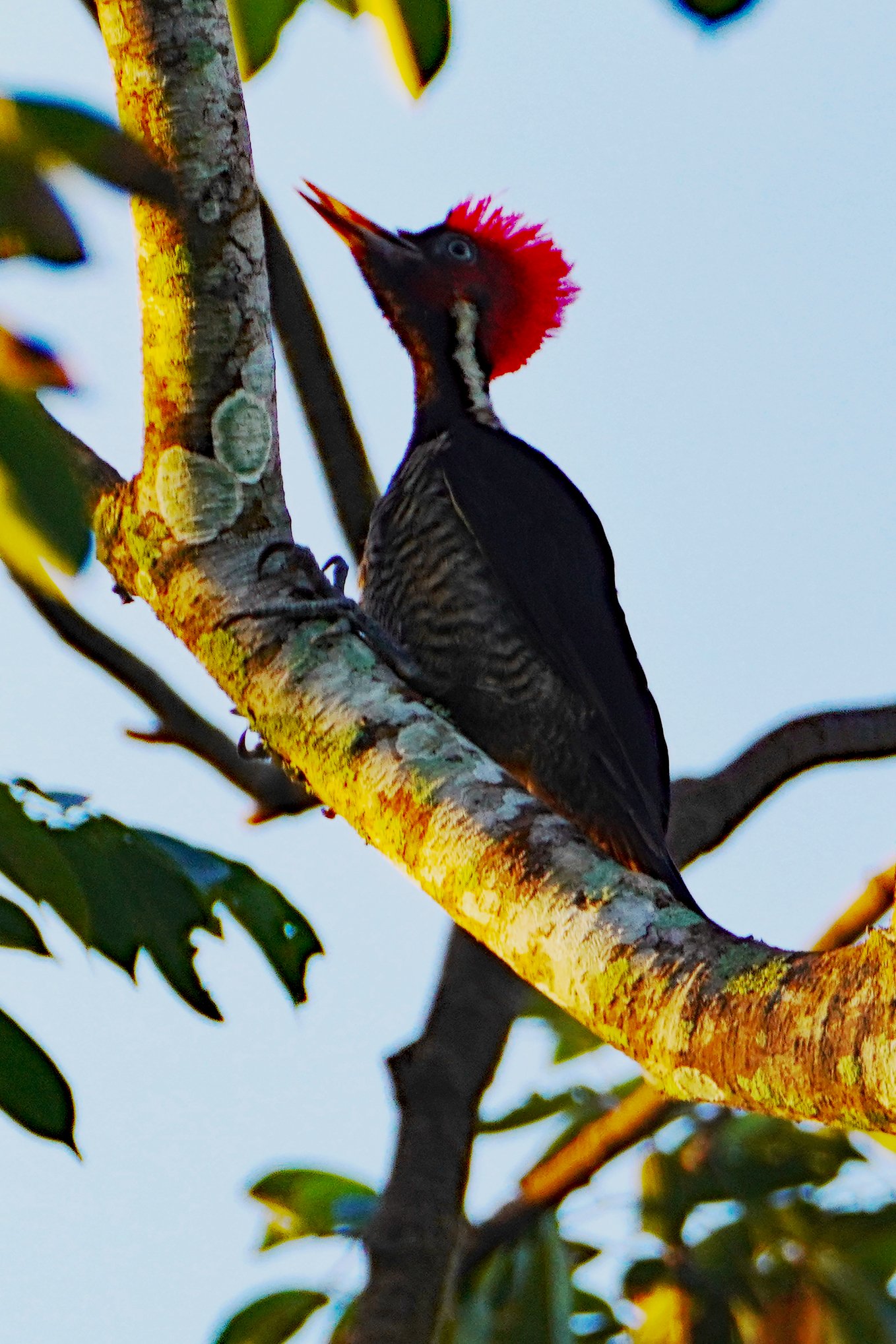 Lineated Woodpecker Smaller.jpg