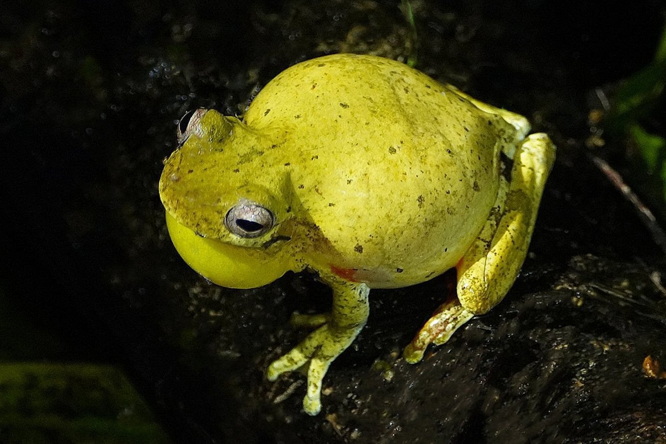 Yellow Frog 2.jpg