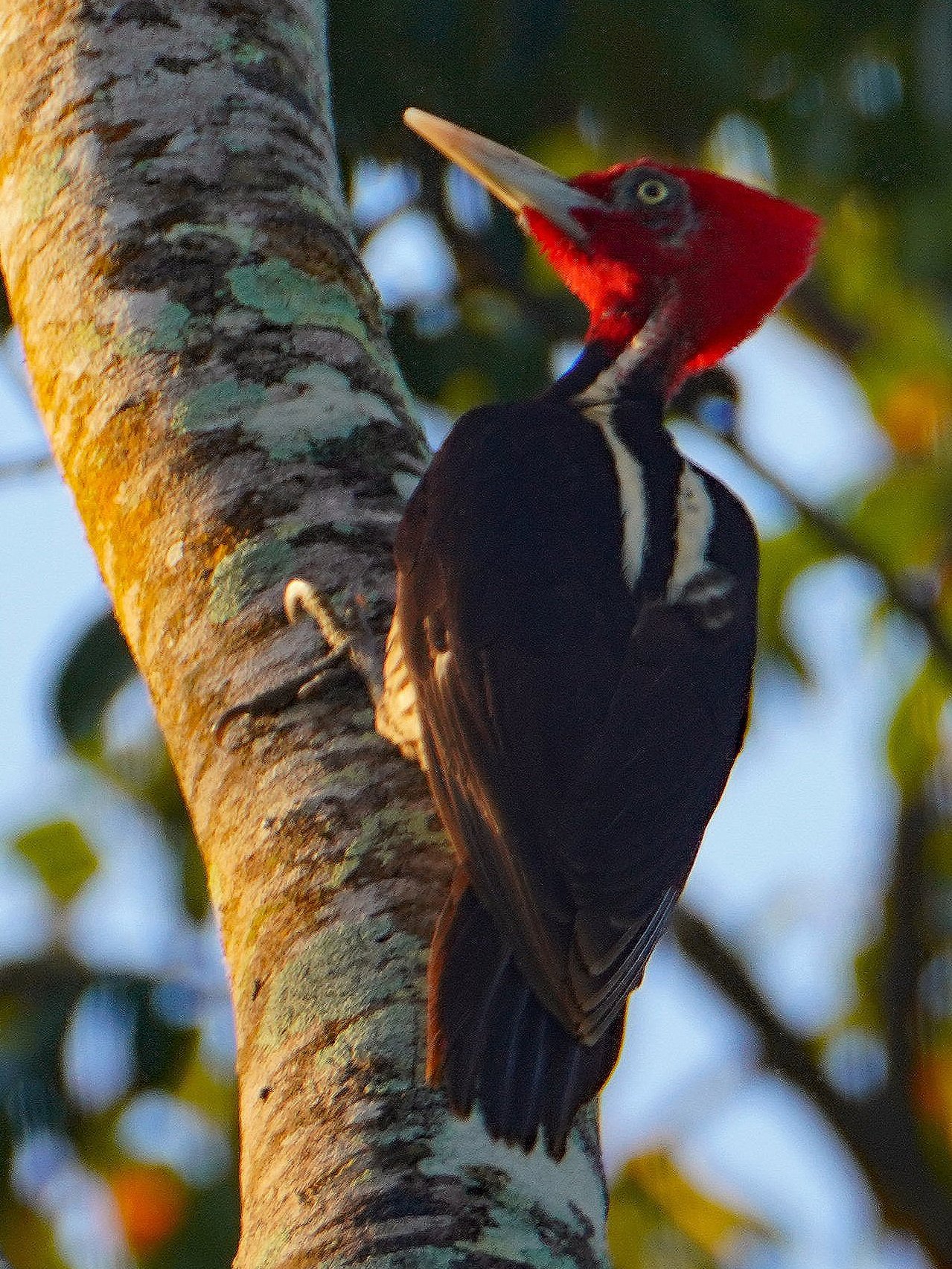 Pale-billed Woodpecker Smaller.jpg