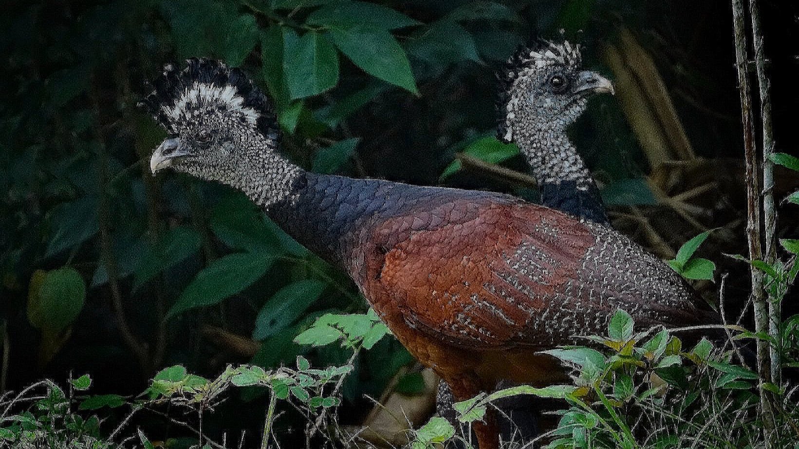 Currasow+Females.jpg