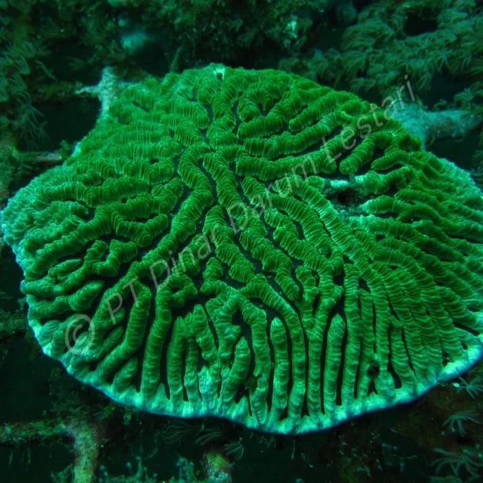 Platygyra sp (4).jpg