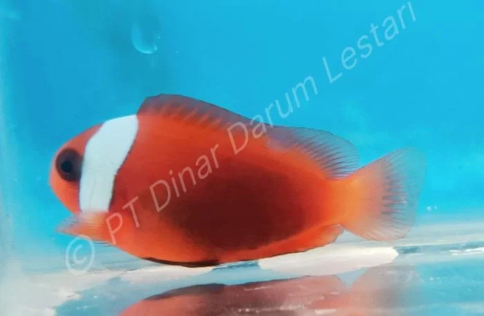 Clownfish Goris 002.jpg