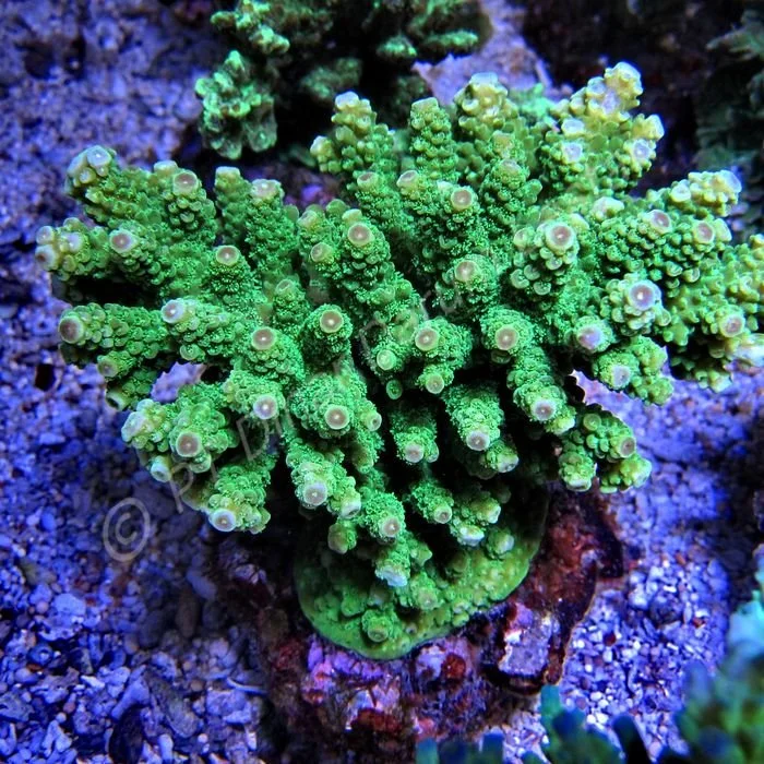 Acropora florida (2) X.jpg