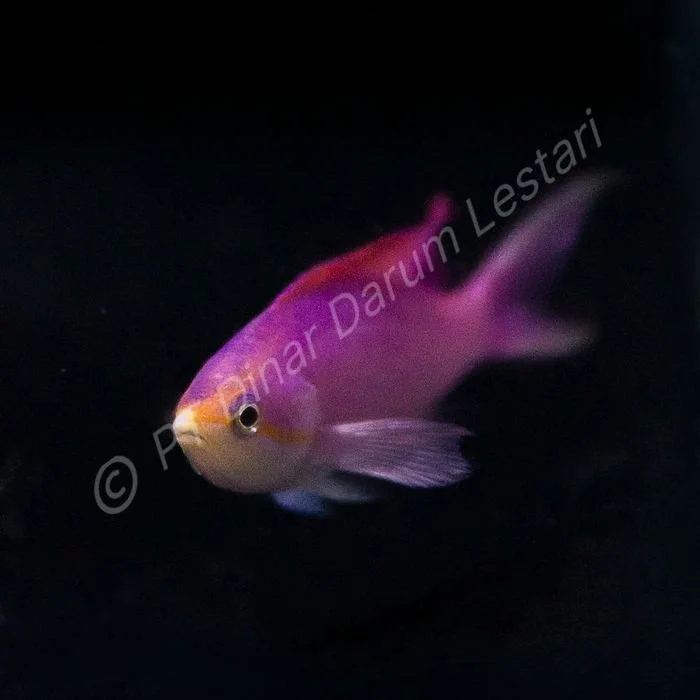FISH 32.jpg