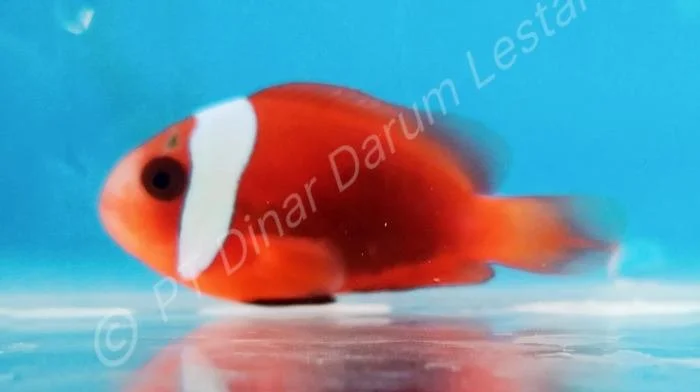 Clownfish Goris 001.jpg