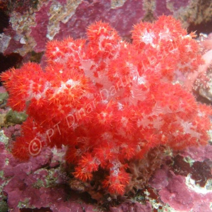 KM Seroja Merah 3 (2).jpg