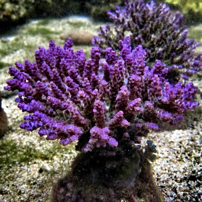 Acropora desalwi1 X.jpg
