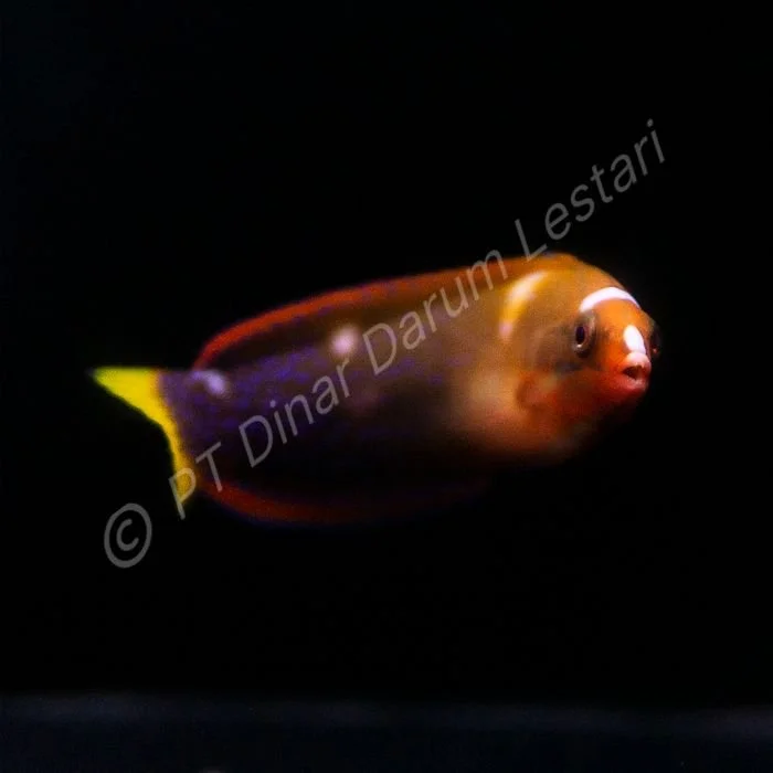 FISH 29.jpg
