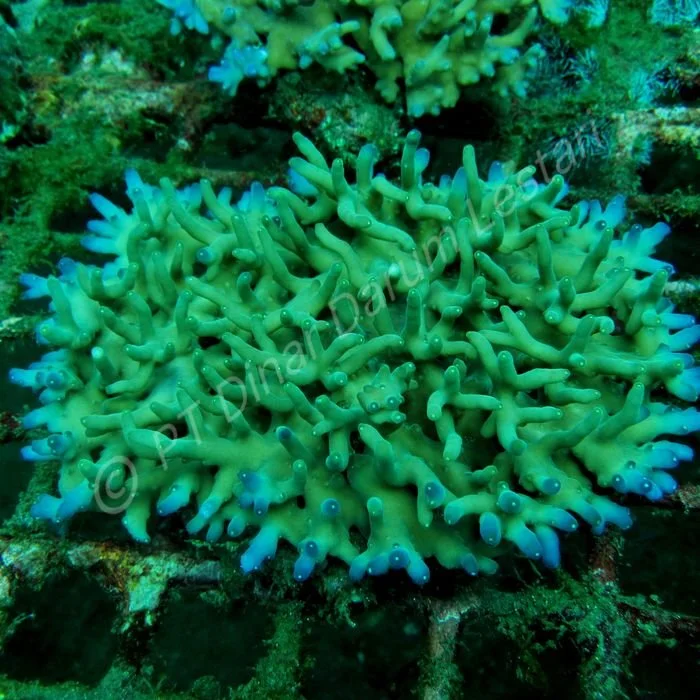 Acropora granulosa X.jpg