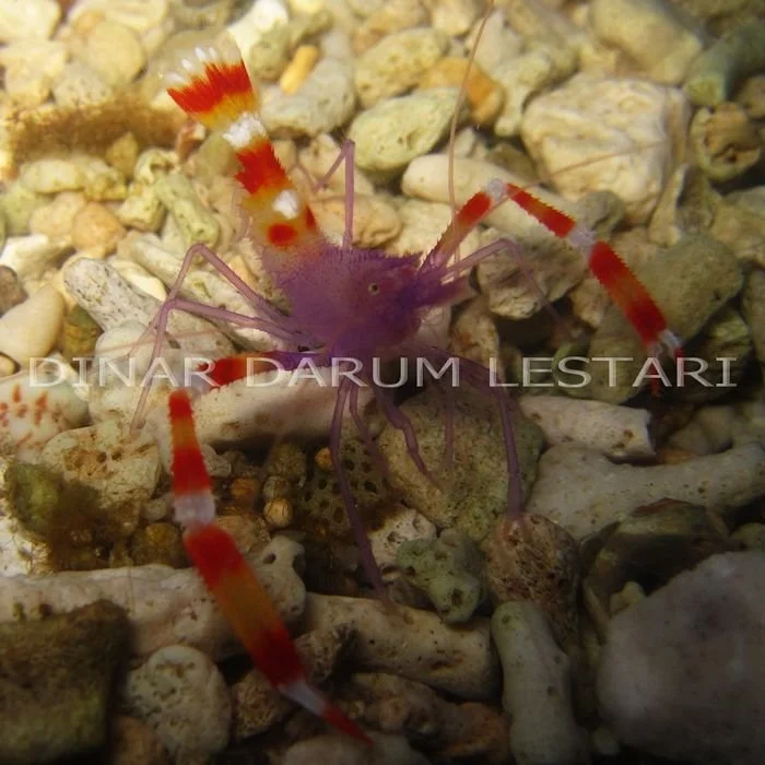 Stenopus tenuirostris.jpg