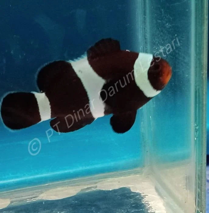 Clownfish Goris 010.jpg
