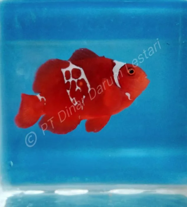 Clownfish Gilimanuk 022.jpg