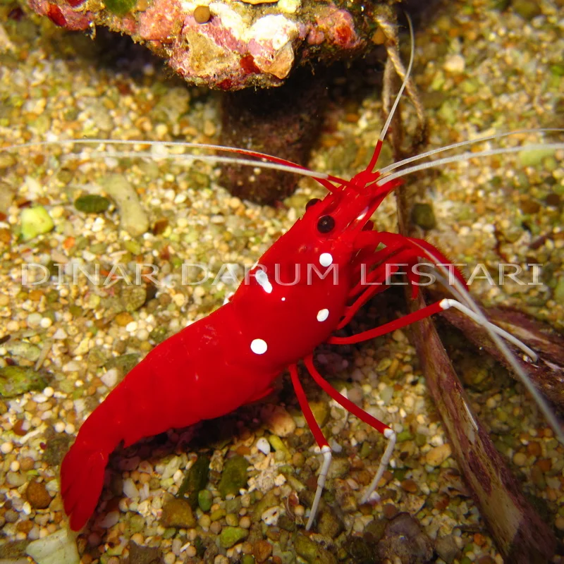 Lysmata debelius
