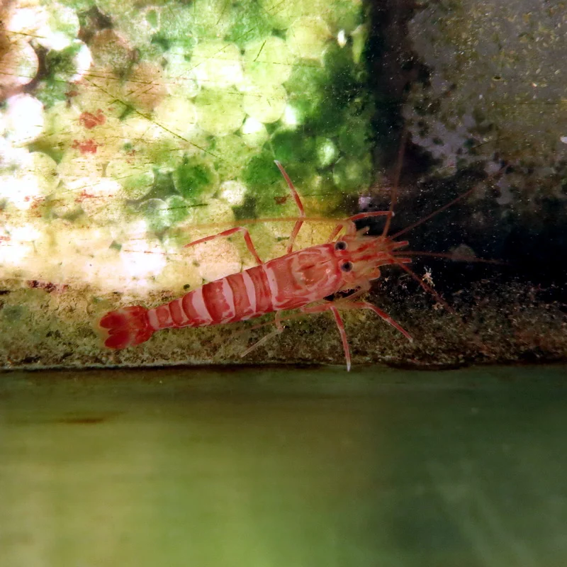 Lysmata seticaudata