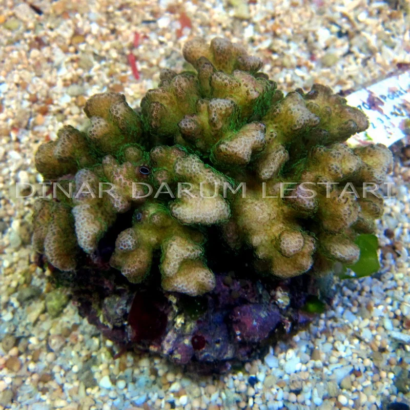 Pocillopora damicornis (Copy)