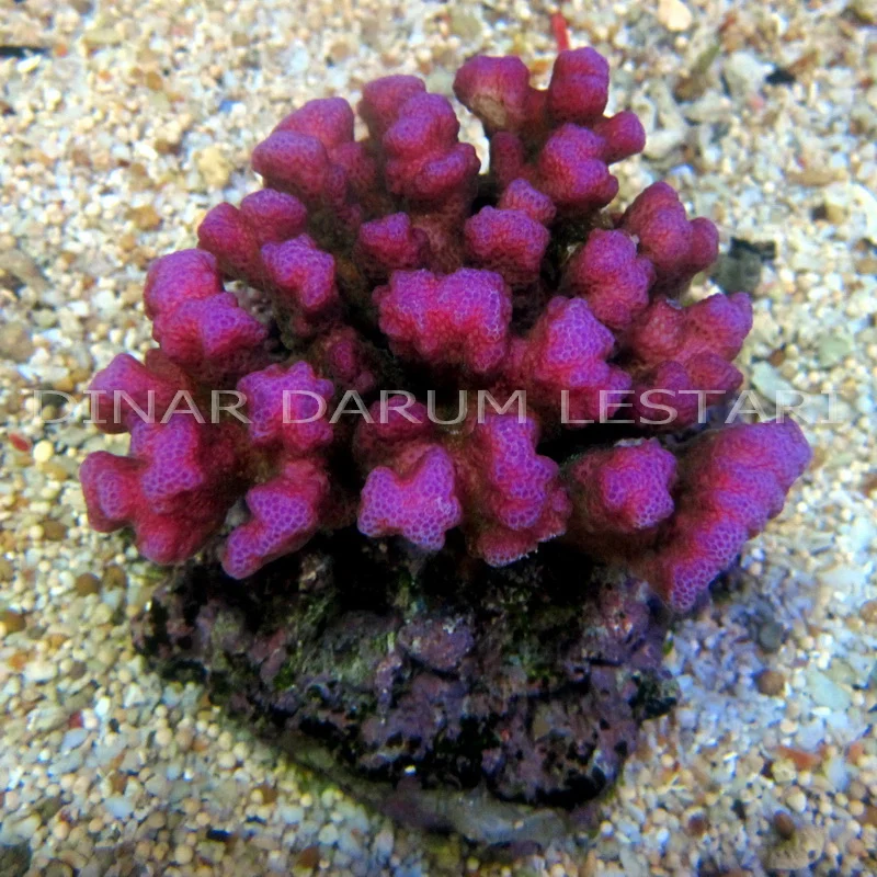 Pocillopora damicornis (Copy)