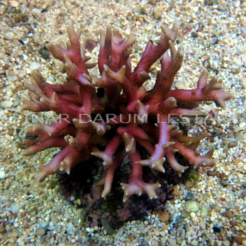 Seriatopora hystrix (Copy)