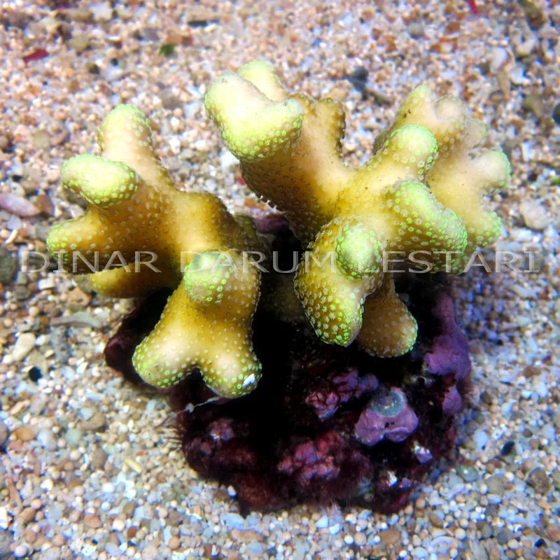 Stylophora pistillata (Copy)
