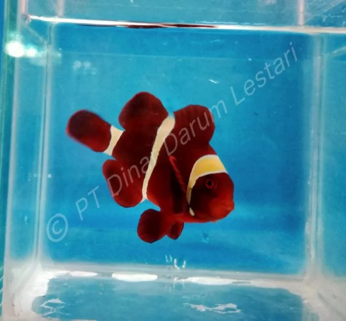 Clownfish Gilimanuk 002.jpg
