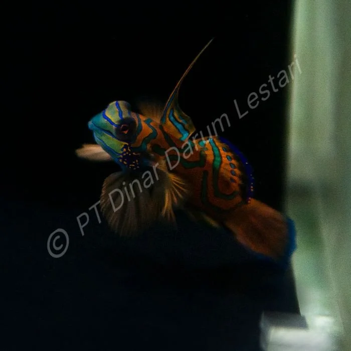 FISH 25.jpg