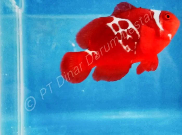 Clownfish Gilimanuk 023.jpg