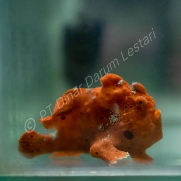 FISH 50.jpg