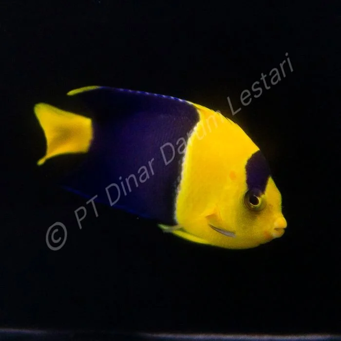 FISH 21a.jpg