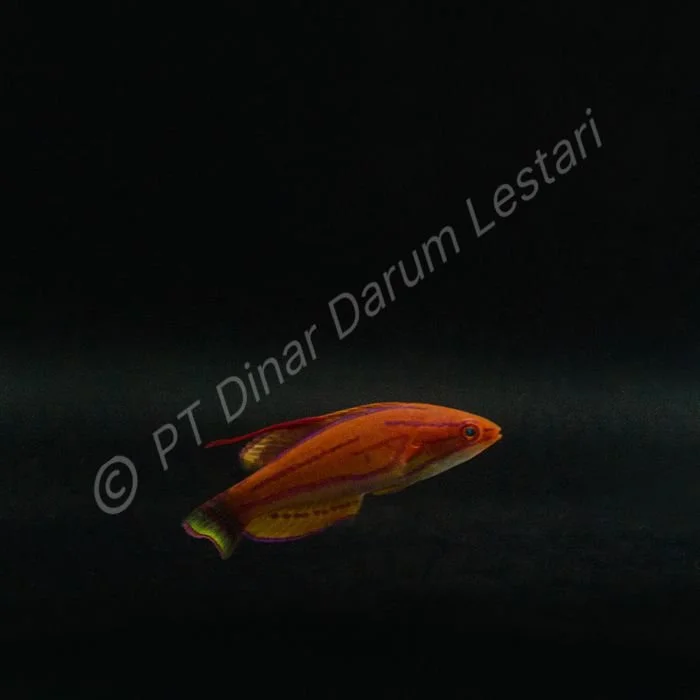 DINAR-1231 e.jpg